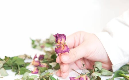 dried rose flowers in handの写真素材