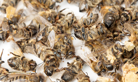 closeup group of dead bee isolated on white backgroundの写真素材