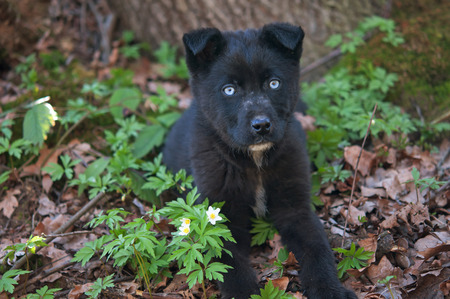 Beautiful puppy in the forest. The dog is standing in the grassの写真素材