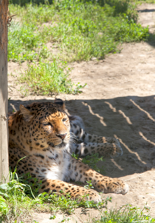 male leopard in tree. A close upの写真素材