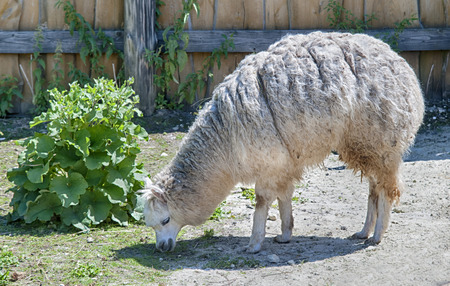 A funny lovely white lama grazes on green grassの写真素材