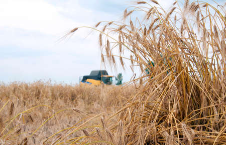 combine harvester working on a wheat fieldの写真素材