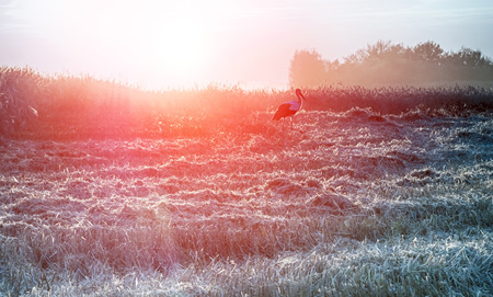 combine harvester working on a wheat fieldの写真素材