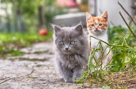 cat with deep eyesの写真素材
