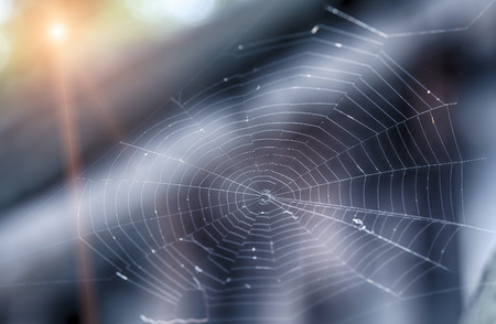 A spider webi iluminated by the sun