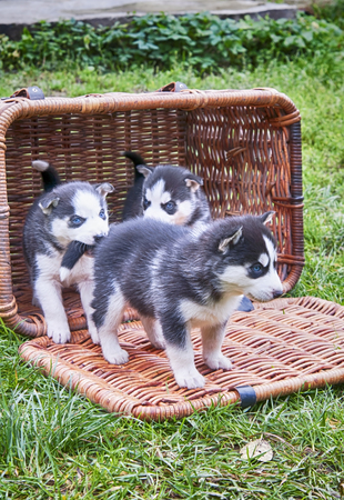 husky puppy in a basketの写真素材