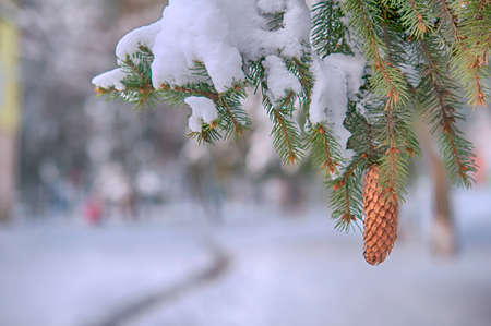 pine cone close upの写真素材