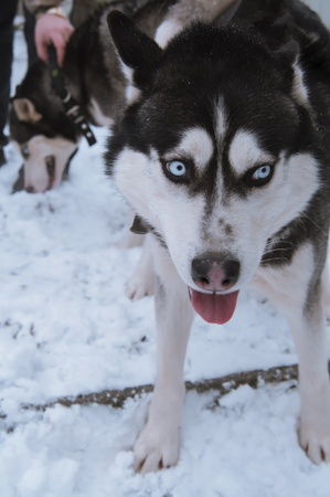 two huskies making love. Aclose upの写真素材