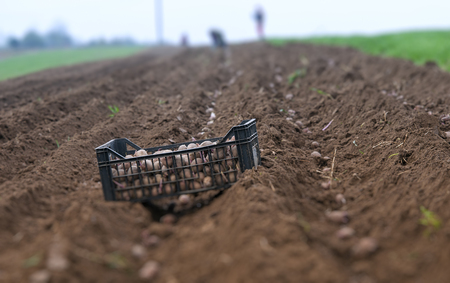 potato ridges in just before harvestingの写真素材