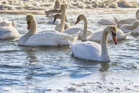Swans resting on a fragment of an unfrozen river surrounded by snow and ice in a winter landscapeの写真素材