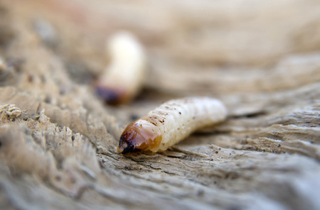 little woodworm lies on tree. Aclose up