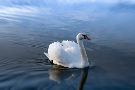 white swan and blue water