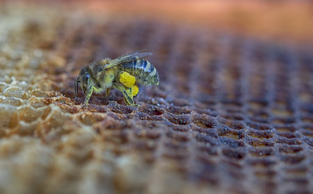 bee with the pollen on its head and legs