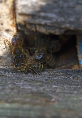 bee hive entrance with guards