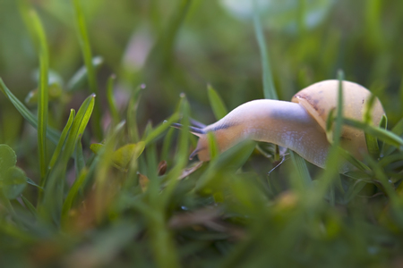 Snail crawling through grassの写真素材