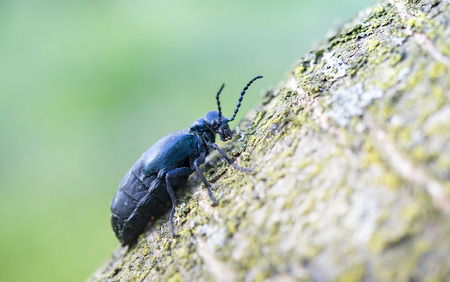 Black oil beetle (Meloe proscarabaeus) female preening. European beetle in the family Meloidae, a nest parasite of solitary beesの写真素材