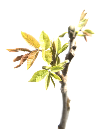 walnut leaves on a branch. isolated on white backgroundの写真素材