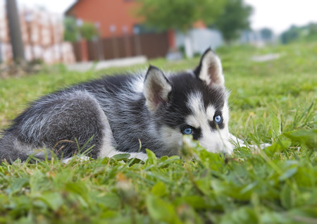 cute siberian husky puppy on grassの写真素材
