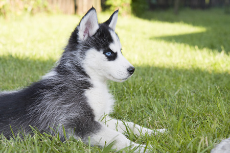 cute siberian husky puppy on grassの写真素材