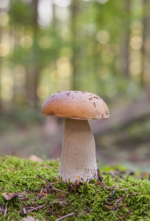mushroom in forest close upの写真素材