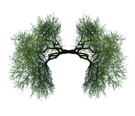 tree lungs isolated on white