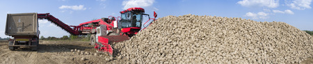 Agricultural vehicle harvesting sugar beets at sunny autumn day. Panoramaの写真素材
