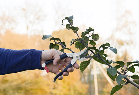 pruning of trees with secateurs in the garden
