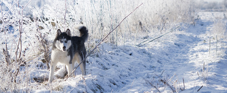 Siberian husky stands in the middle of field. Dog is walking in the park in winter