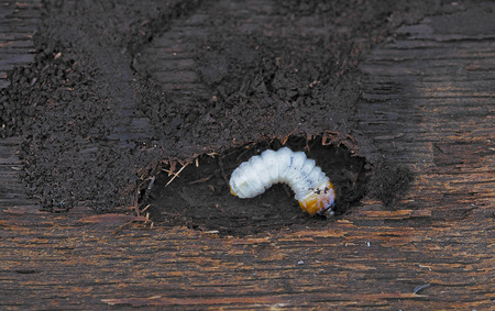 little woodworm lies on tree. Aclose upの写真素材
