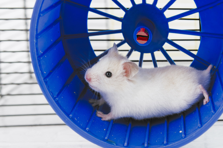 hamster running in the running wheel isolated on white backgrounの写真素材