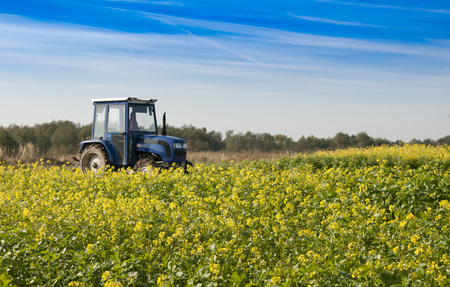 tractor in mid of the canola fieldの写真素材