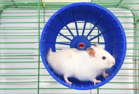 hamster running in the running wheel isolated on white backgrounの写真素材