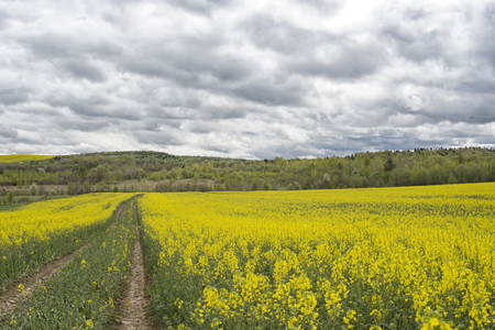 Ground Road in the Flowering Field, beautiful countrysideの写真素材