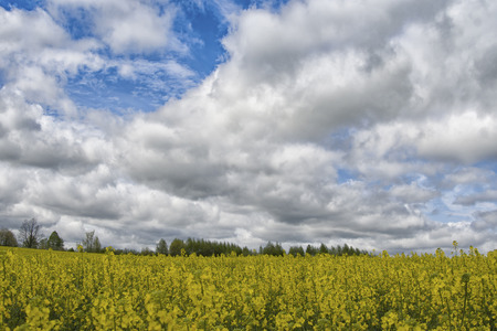 golden field of flowering rapeseed with beautiful clouds on skyの写真素材