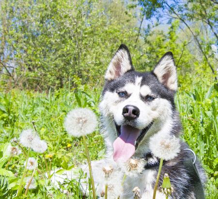 husky on the lawn of dandelions. Landscape.の写真素材