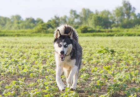 Siberian husky in the spring fieldの写真素材