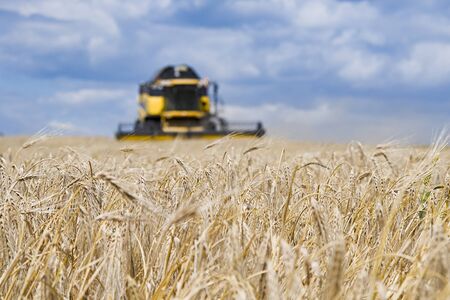 Harvester machine to harvest wheat field working. Combine harvester agriculture machine harvesting golden ripe wheat fieldの写真素材