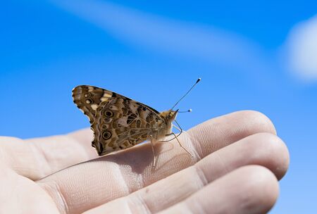 Butterfly Vanessa cardui in the hands of man. butterfly caught Vanessa carduiの写真素材