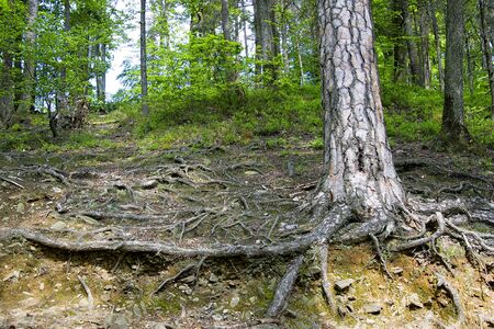 Tree roots. Tree roots in the forestの写真素材