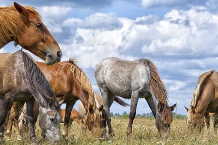 Brown mare and young foal in a green pasture with a blue sky and wispy white clouds.の写真素材