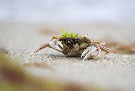 crab came out of the sea, at the shore, on the sand.の写真素材