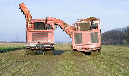 Mechanized harvesting of sugar beets in a field in the on a sunny day