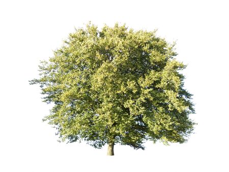 green tree isolated on white の写真素材