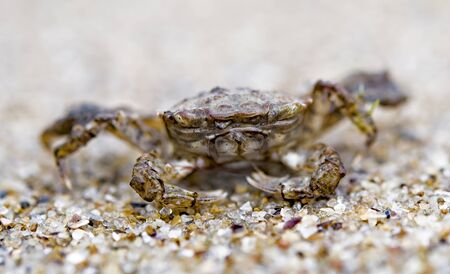 crab came out of the sea, at the shore, on the sand.の写真素材