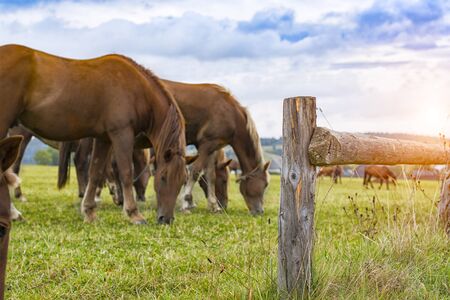 horses grazing on pasture at sundown in orange sunny beams. Dramatic scene. Carpathians, Ukraine, Europe. Beauty world.の写真素材