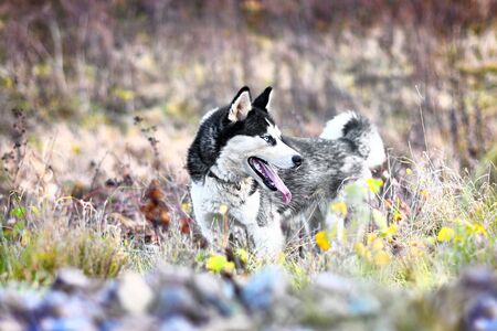 fun beautiful siberian husky dog running in autumn field