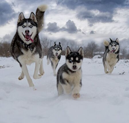 huskies playing in the snowの写真素材
