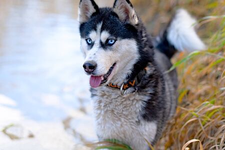 Siberian Husky on the lake. Close upの写真素材
