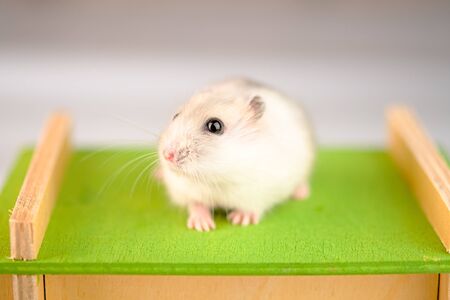 Hamster with wooden house on background brickの写真素材