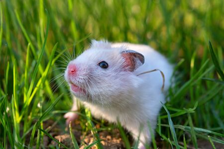 white hamster against the background of a beautiful springの写真素材